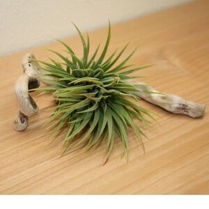 Airplant on Driftwood